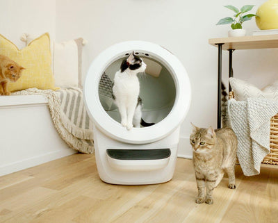 Litter-Robot 4 WhiskerCare Bundle: Smart Self-Cleaning Litter Box with 3-Year Protection Plan